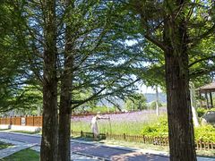 -羊亭河湿地公园