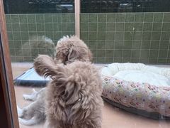 -帕帕拉兹宠物(亚洲旗舰店)