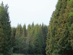 -桤木河湿地公园