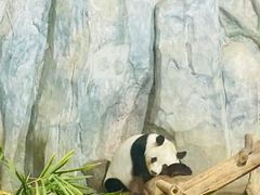 -深圳野生动物园