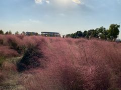-映月湖中央公园