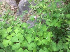 -碓臼峪自然风景区