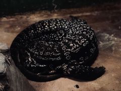 -上海大自然野生昆虫馆(东方明珠·爬宠昆虫探索中心)