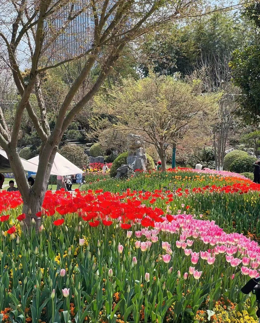 南通紫琅花谷免费的景区,赏花绝地