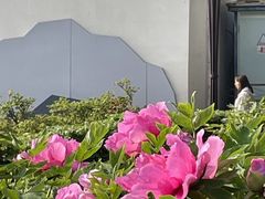 -洛阳市牡丹公园