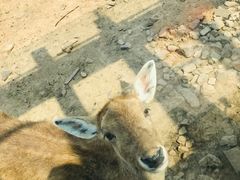 -无锡动物园·太湖欢乐园