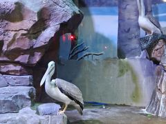 -芜湖新华联大白鲸海洋公园