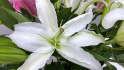 -悟空祛痘