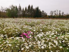-杭州湾海上花田景区