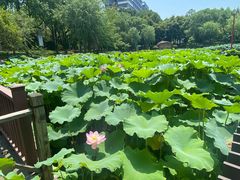 -陈家山荷花公园