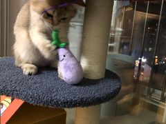 -猫大福·Fortune Cat猫舍(百子湾店)