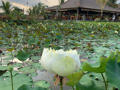 -Bebek Joni Restaurant