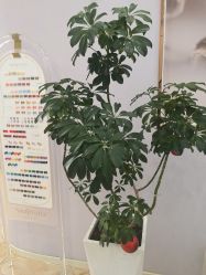 点击看大图 -紫琪尔胸部养护中心