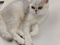 -藏猫猫咖啡主题馆(中央大道店)