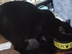 -猫尾侦探俱乐部·剧本杀·狼人杀
