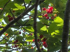 -北宅大永樱桃采摘基地(崂山总部)