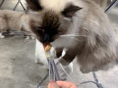 -浣熊柯尔鸭土拨鼠·电玩咖