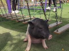 -小鱼草莓采摘园农家乐·小鱼餐厅