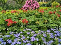 -铁山坪森林公园