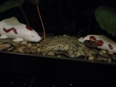 -干锅鱼庄(北京荟聚西红门购物中心店)