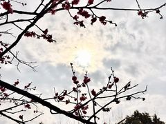 -香雪海