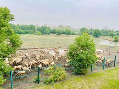 -溱湖国家湿地公园