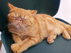 -飞行喵MR PILOT|猫舍·猫咖(静安大融城店)