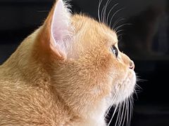 -十年猫舍·猫咪专门店(普陀店)