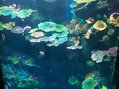 -暹罗海洋世界
