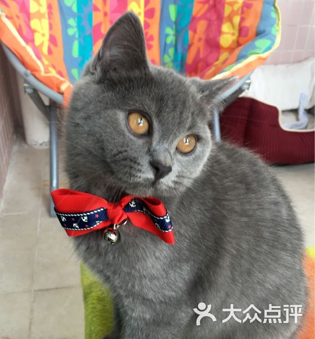 亮亮猫舍图片 - 第66张