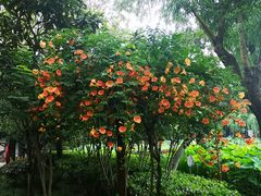 -陈家山荷花公园