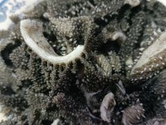 -老爆肚满五香烧牛羊肉