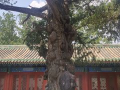 -北京国子监胡同