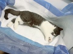 -灵美宠物诊所