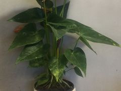 -川锅哎哟·麻辣香锅(国大城市广场店)