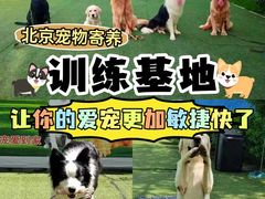 -宠物寄养训练学校