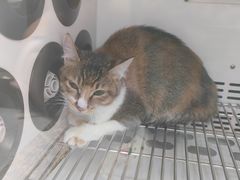 -瑞鹏宠物医院·骨科·猫科·内科(第一中心)