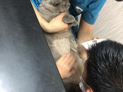 -安安宠医宠物医院·异宠·犬猫内科(岳阳分院)