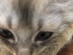 -楼上猫咖(罗湖店)