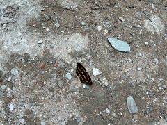 -西岭雪山大飞水景区