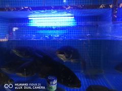 -姜君·千岛湖鱼头馆(浦东大道店)