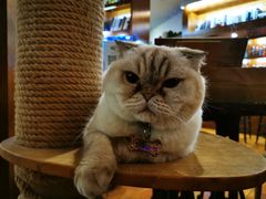 -喵园·猫主题咖啡厅·撸猫·猫咖(国贸店)