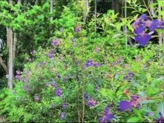 -南宁良凤江国家森林公园