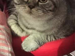 -宠福鑫康馨动物医院·骨科·眼科