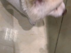 -瑞派申生动物医院·24H夜诊·国际动物医疗中心·骨外科(吴中路店)