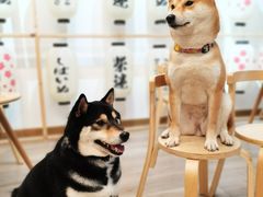 -柴迷FANS CLUB·柴犬狗咖·猫咖