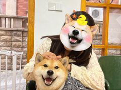 -是阿柴呀！柴犬咖啡·爱喵喵猫咖