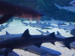 -烟台海昌鲸鲨海洋公园