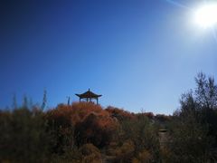 -金塔沙漠胡杨林景区