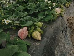 -喜杨洋草莓采摘园